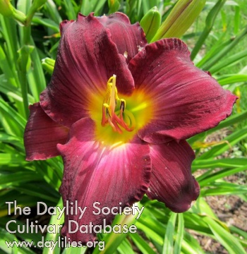 Daylily Strutter's Ball